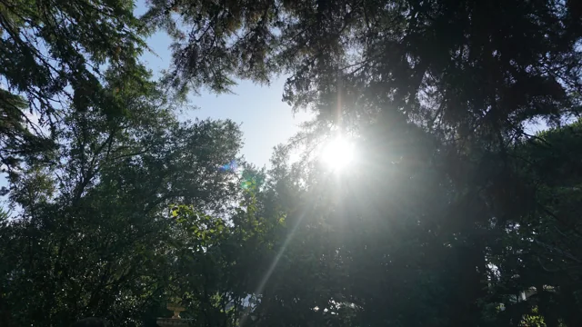 Luz entre as árvores