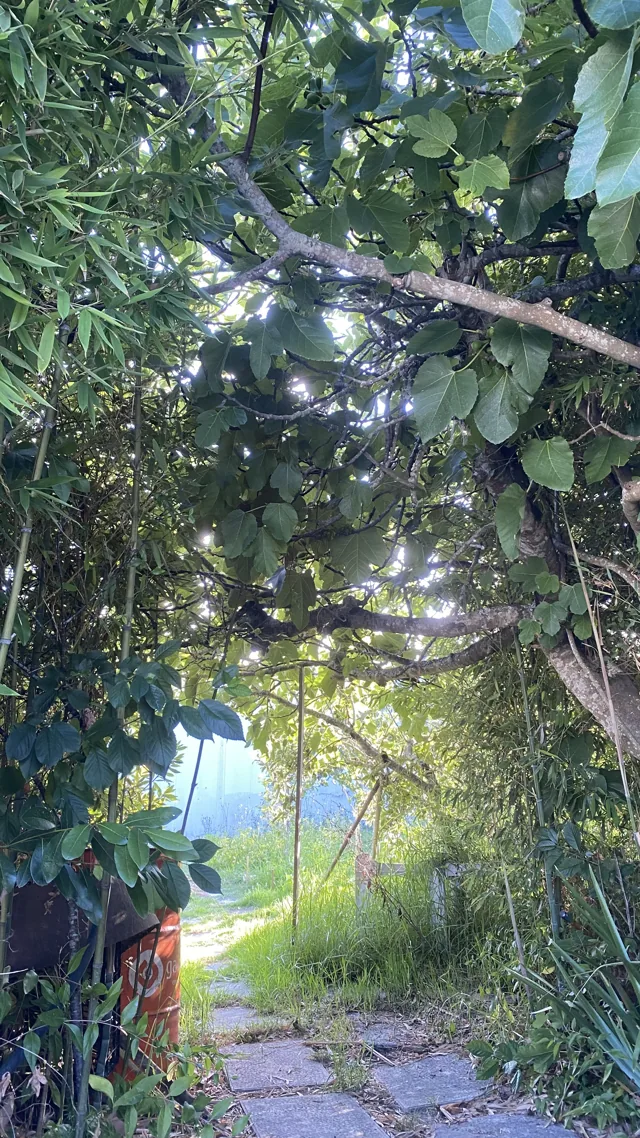 À sombra das árvores