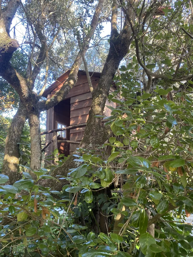 Arquitetura entre as árvores